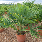 Palma konopná (Trachycarpus fortunei) - výška kmeňa 10-15 cm, celková výška 50-70 cm, kont. C5L (-17°C)